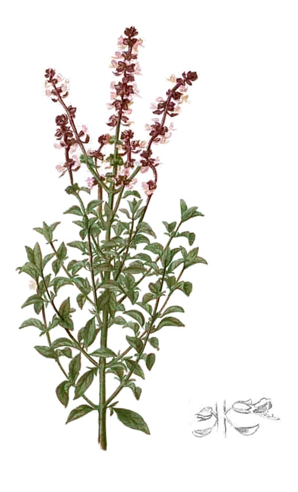 Foto de Albahaca