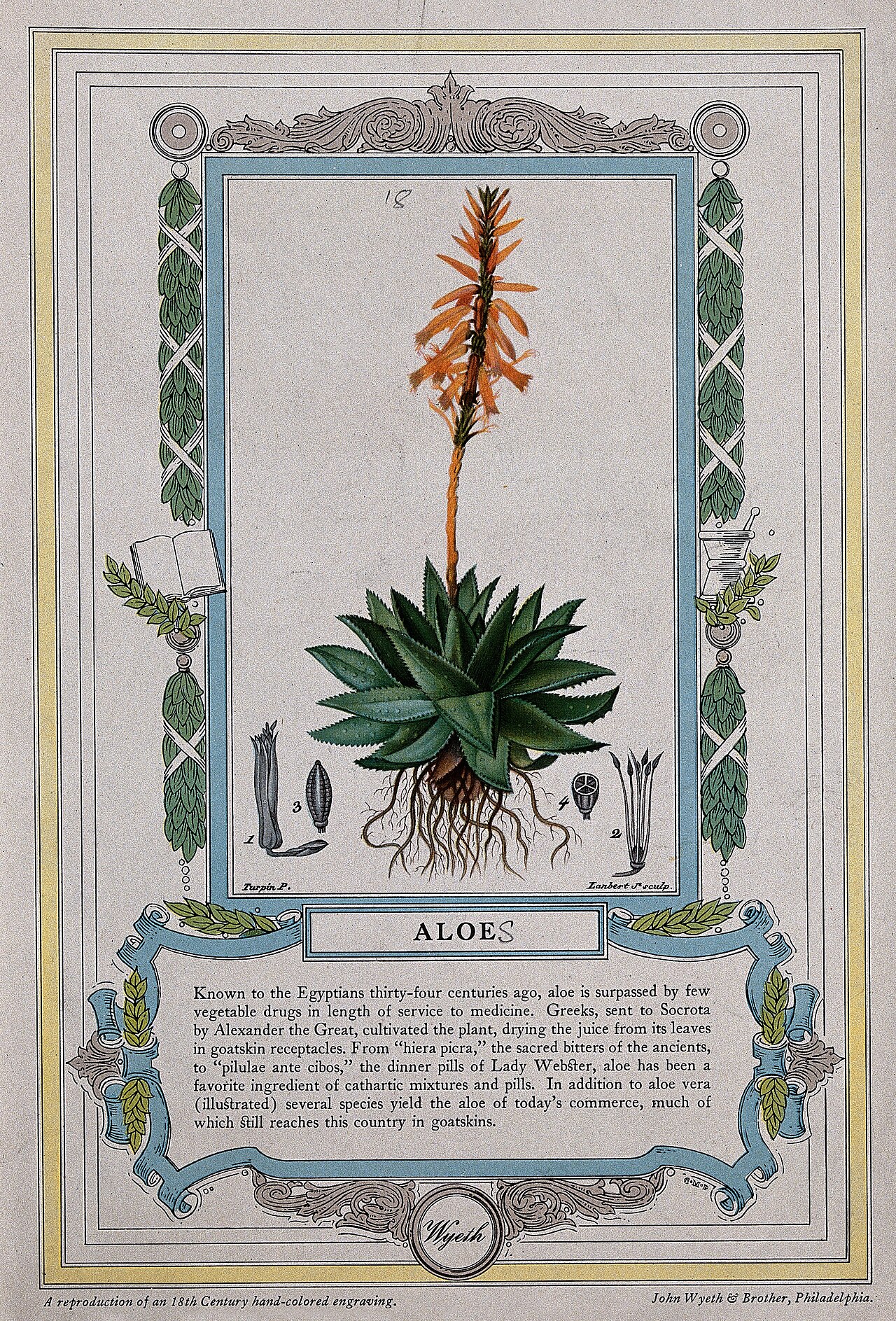 Lámina botánica de Aloe Vera