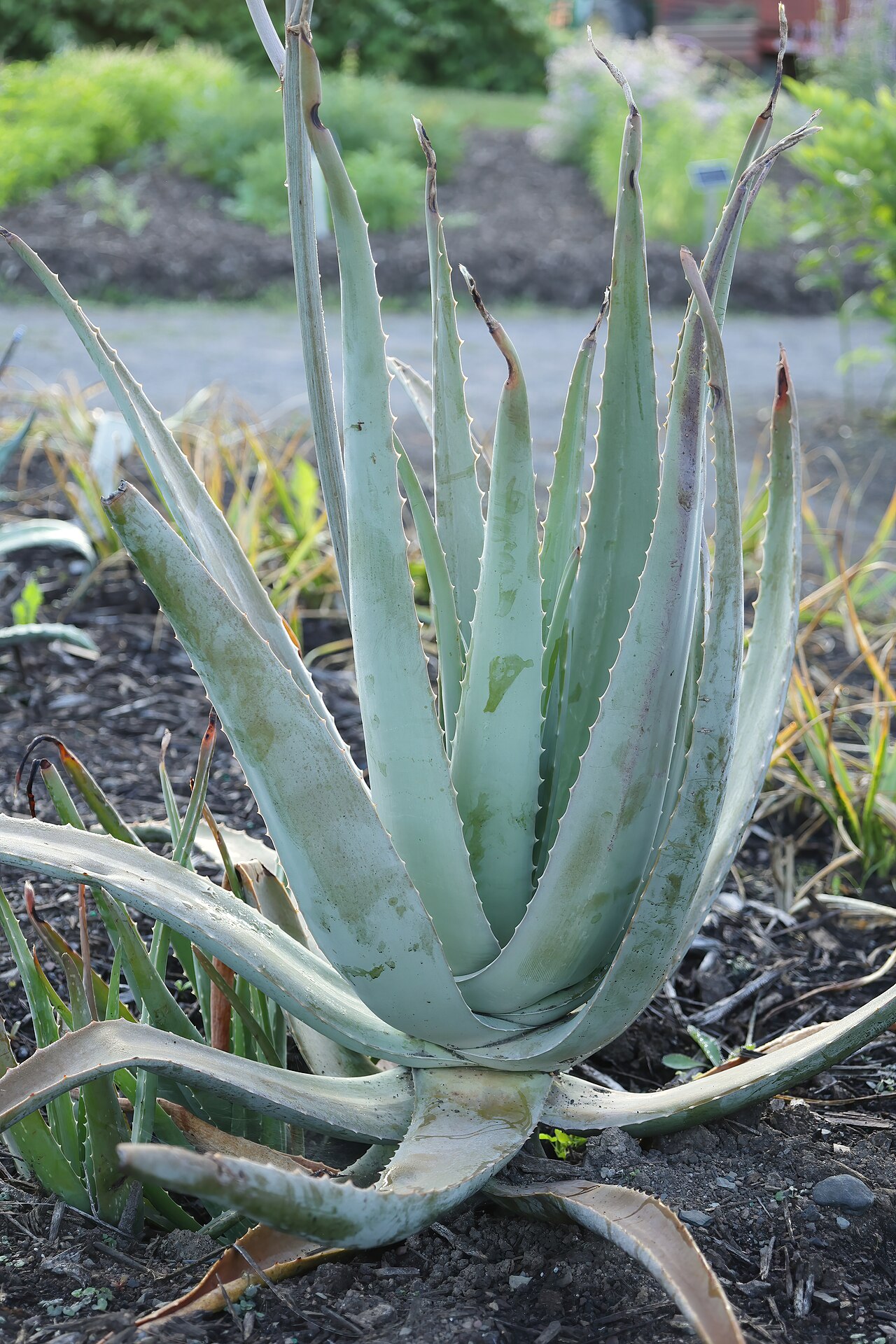 Foto de Aloe Vera