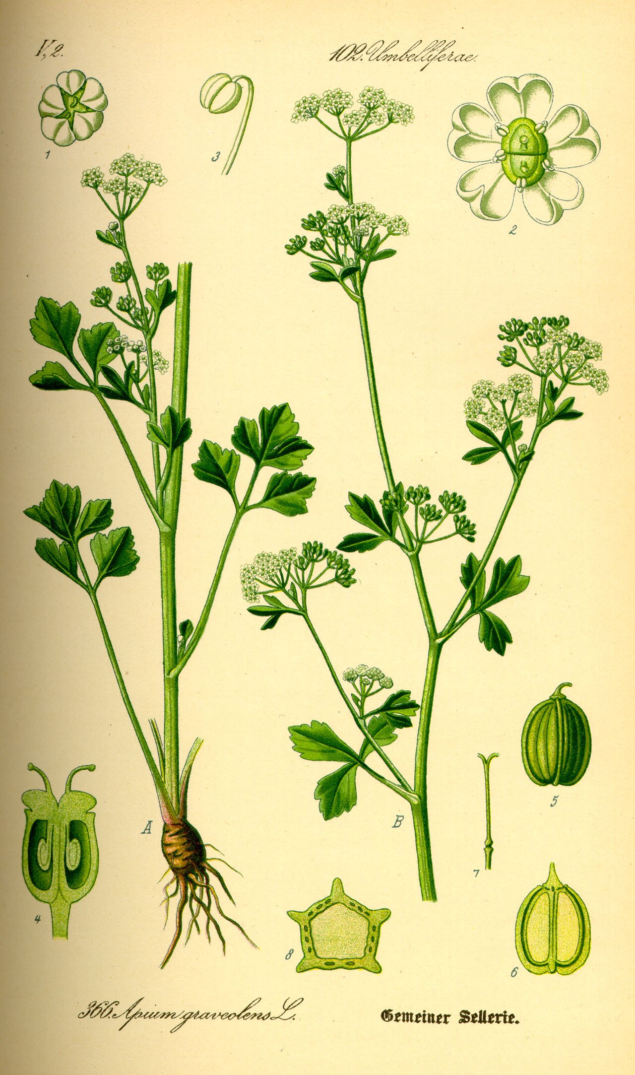 Lámina botánica de Apio