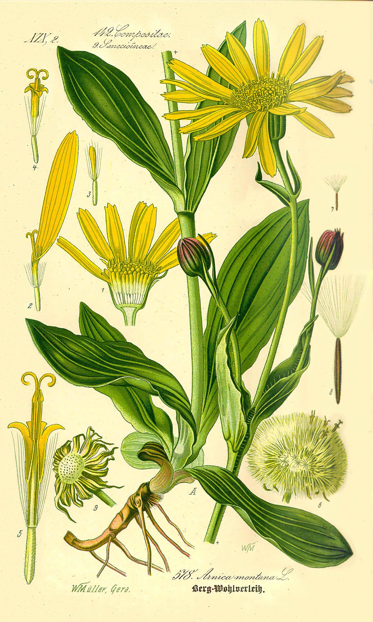 Lámina botánica de Árnica