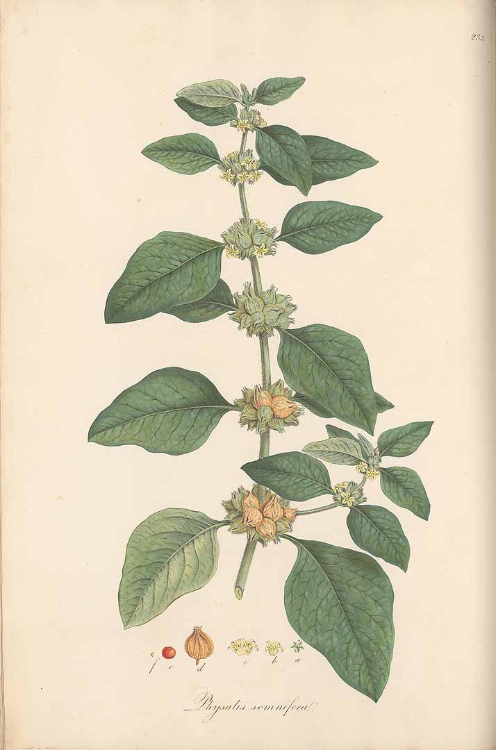 Lámina botánica de Ashwagandha