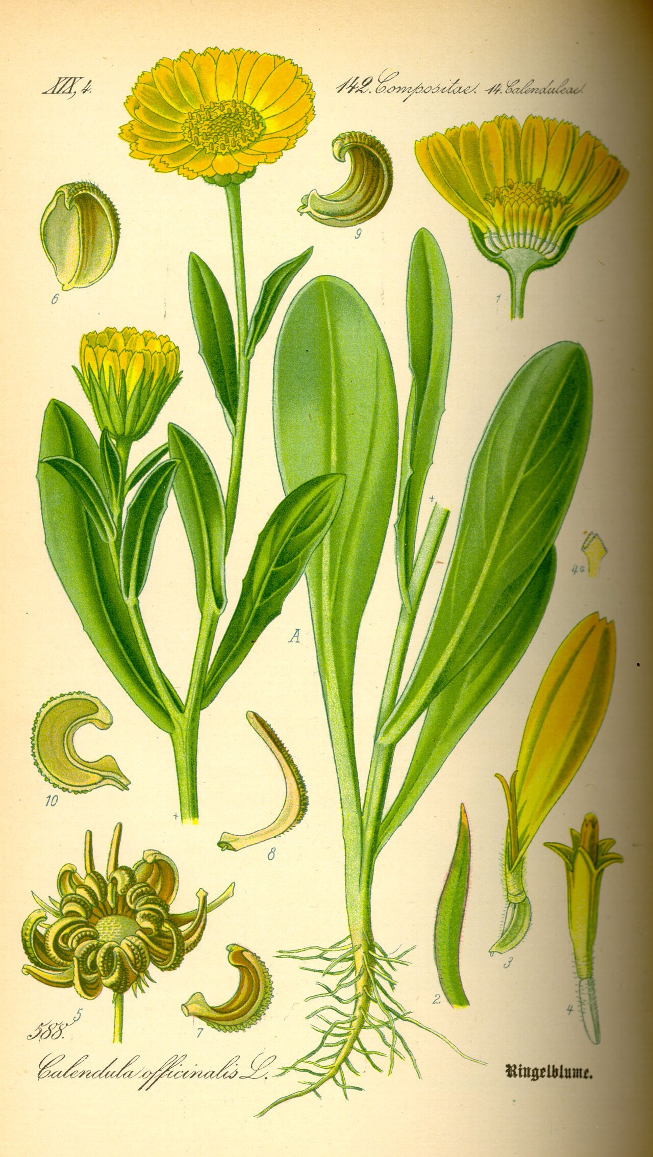 Lámina botánica de Caléndula