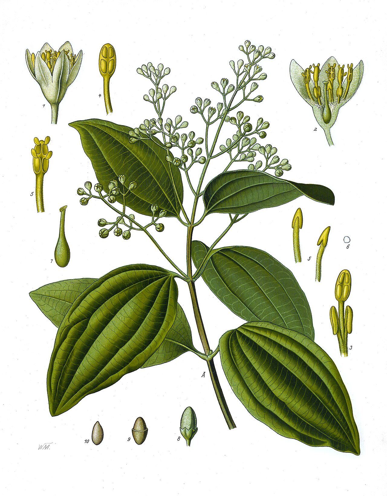 Foto de Canela