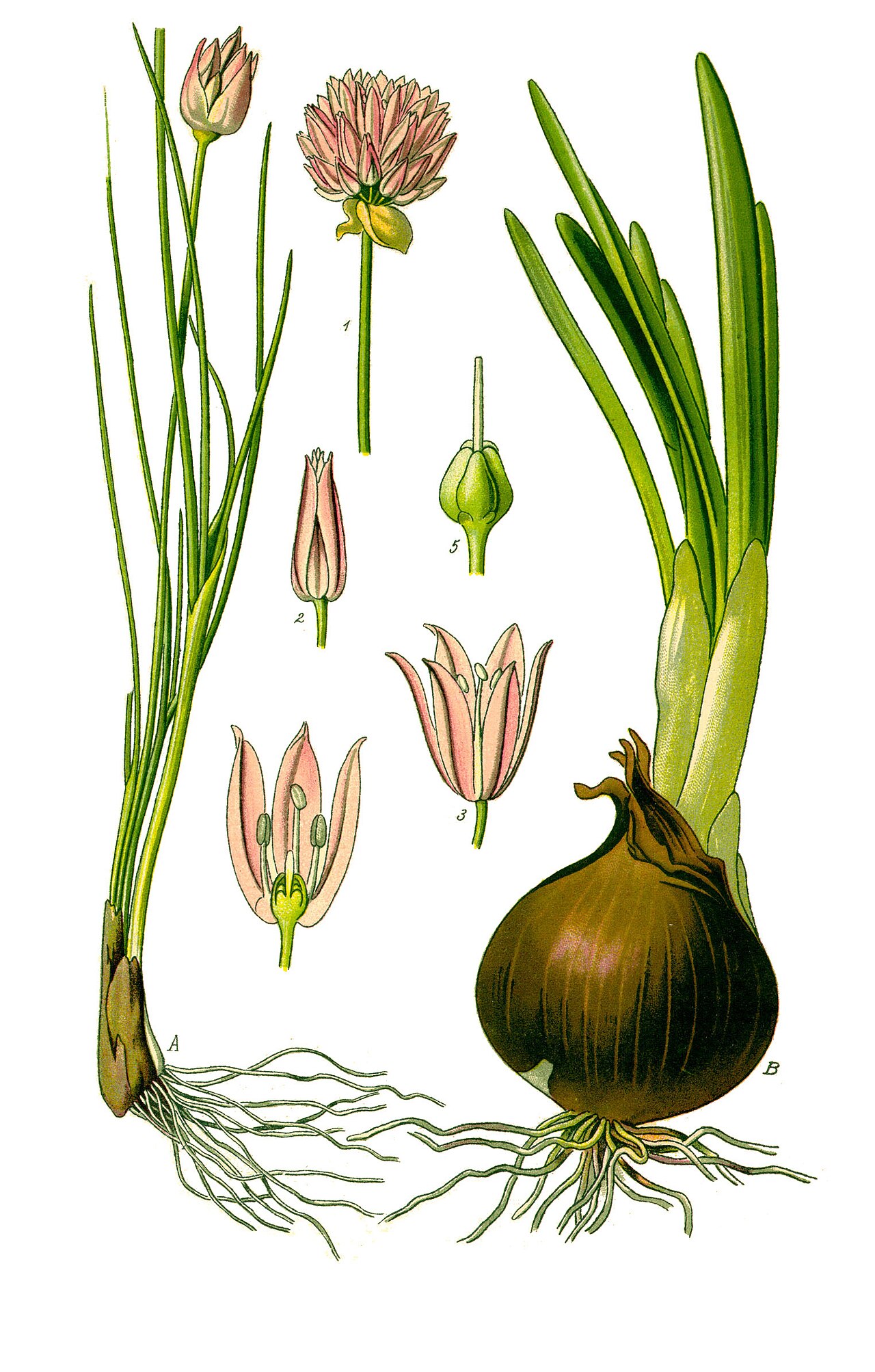 Lámina botánica de Cebolla