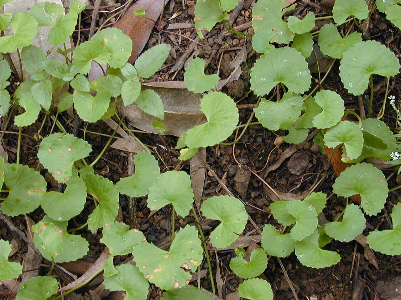 Foto de Centella Asiática