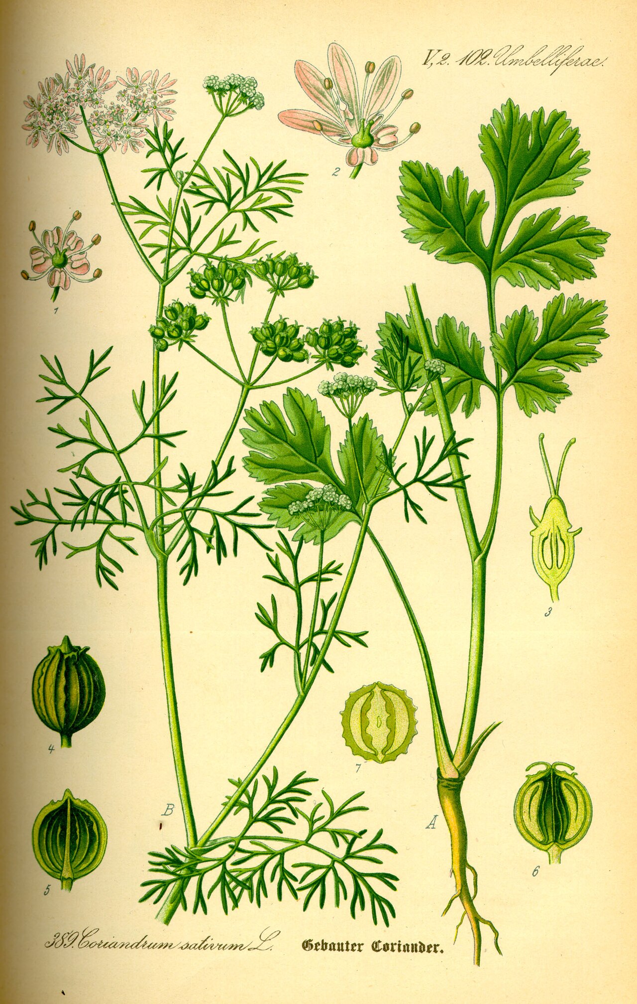 Lámina botánica de Cilantro
