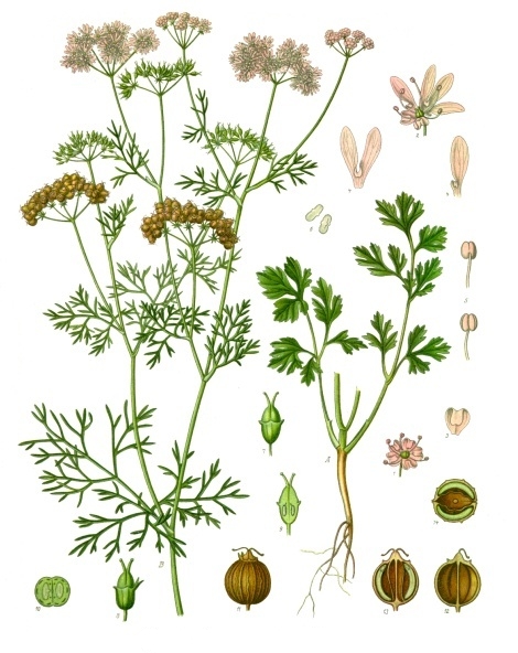 Foto de Cilantro