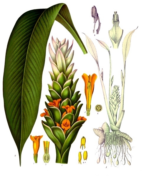 Lámina botánica de Cúrcuma