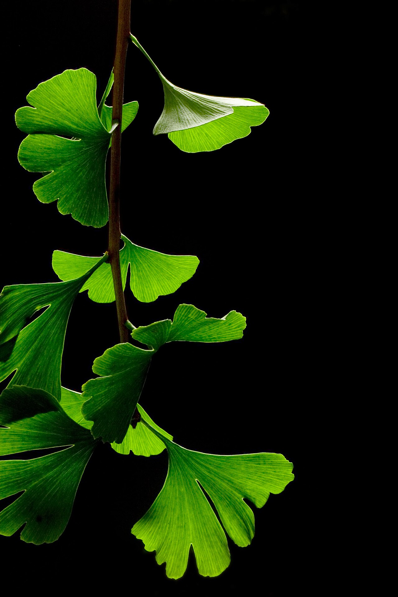Foto de Ginkgo