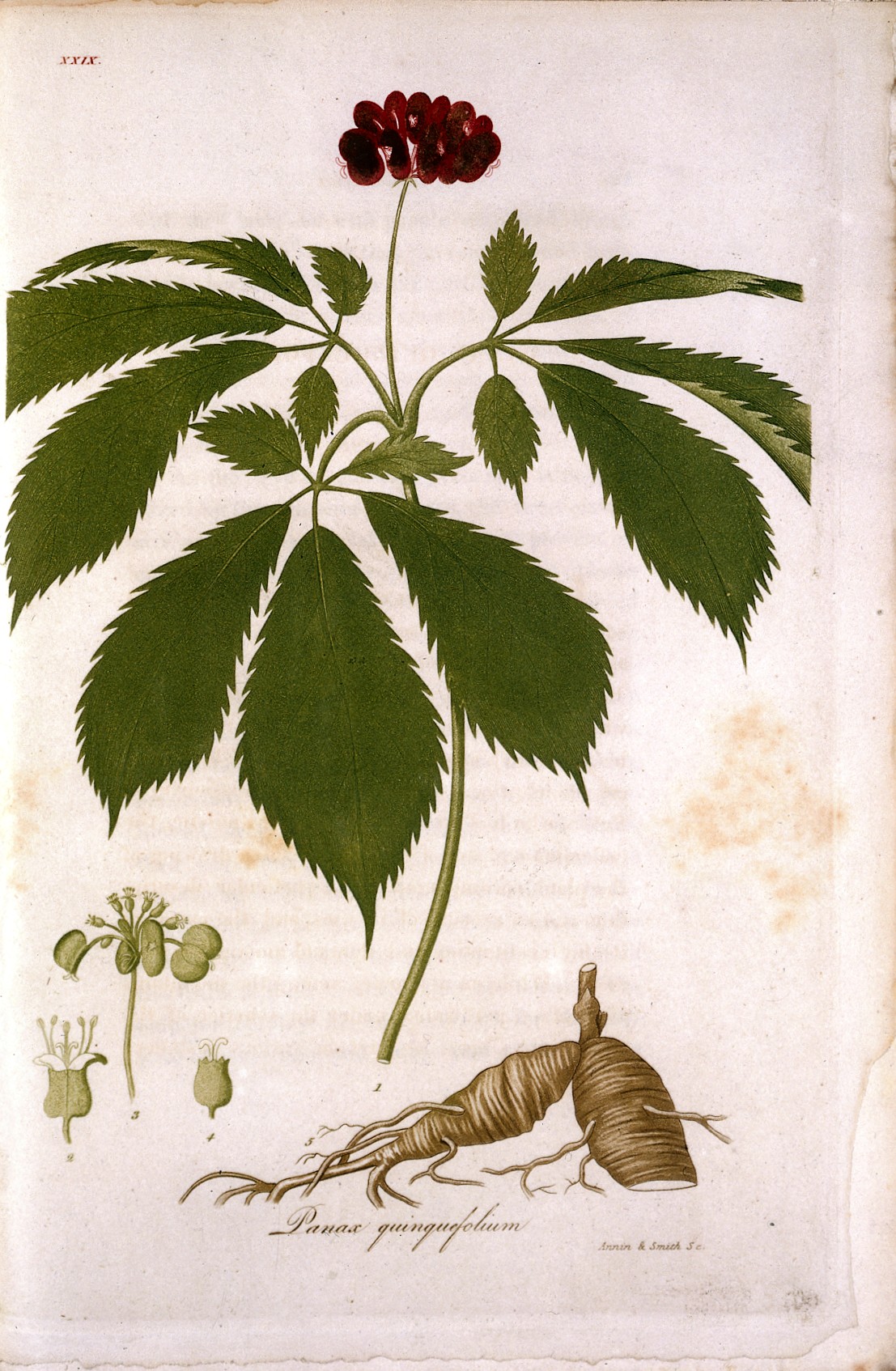 Lámina botánica de Ginseng