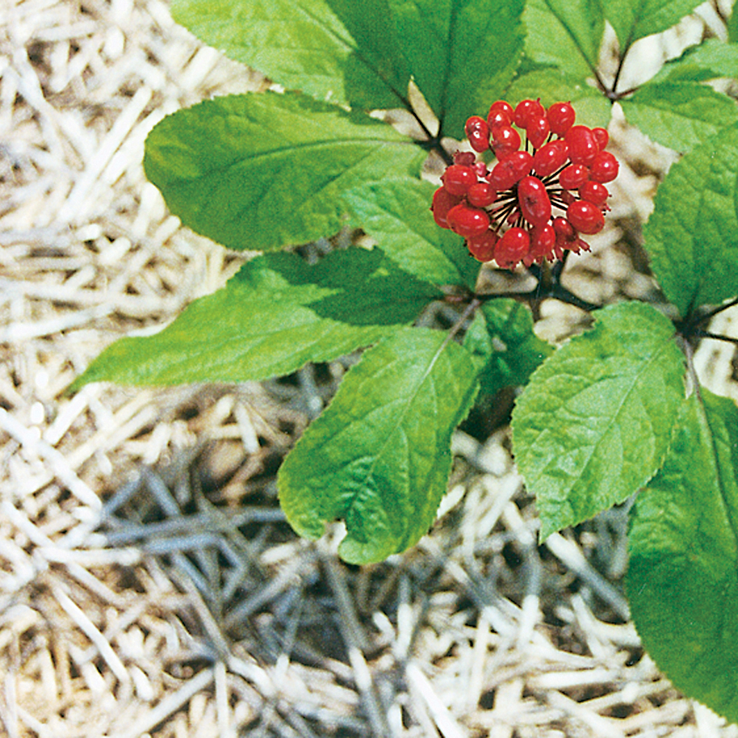 Foto de Ginseng
