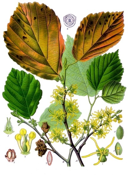 Foto de Hamamelis