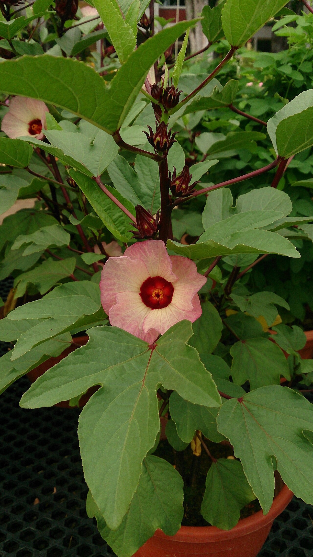 Foto de Hibisco