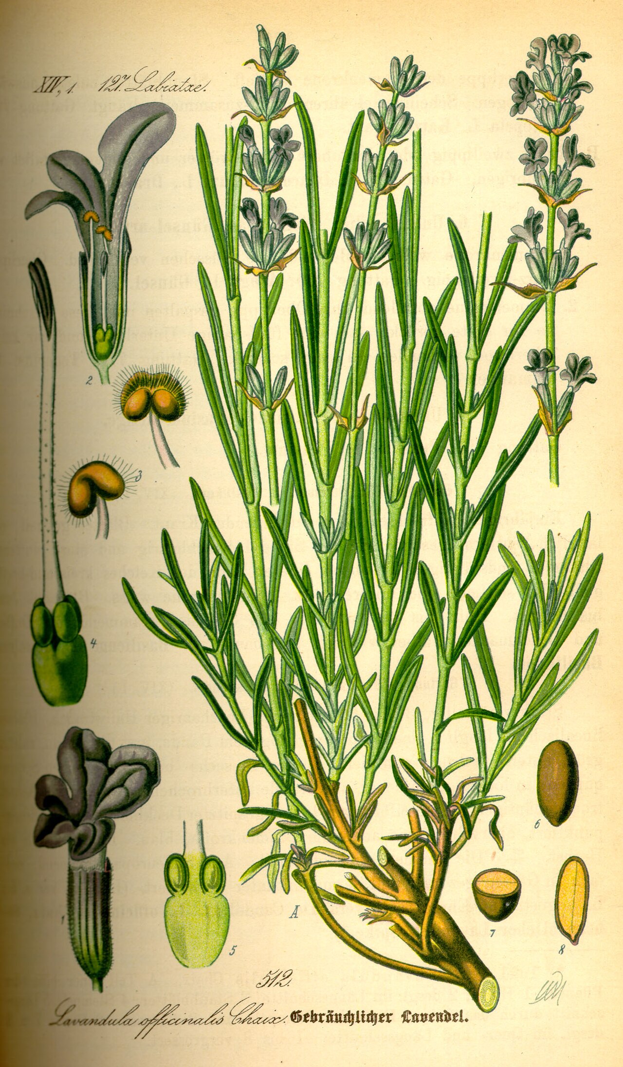 Lámina botánica de Lavanda