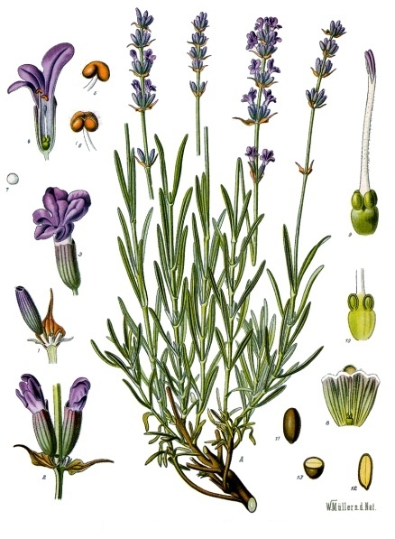 Foto de Lavanda