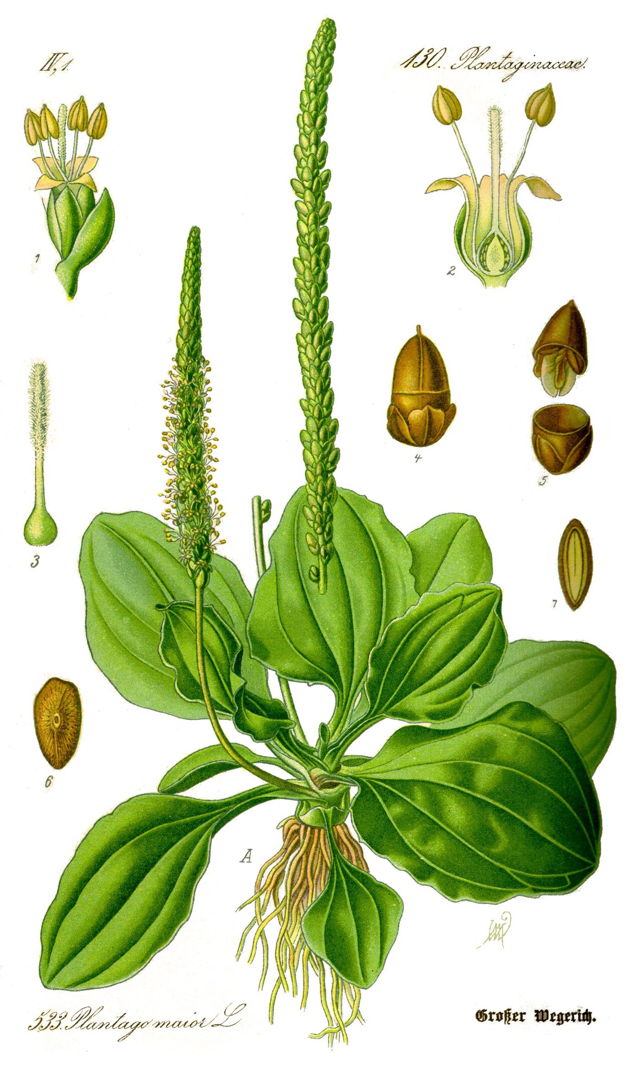 Lámina botánica de Llantén
