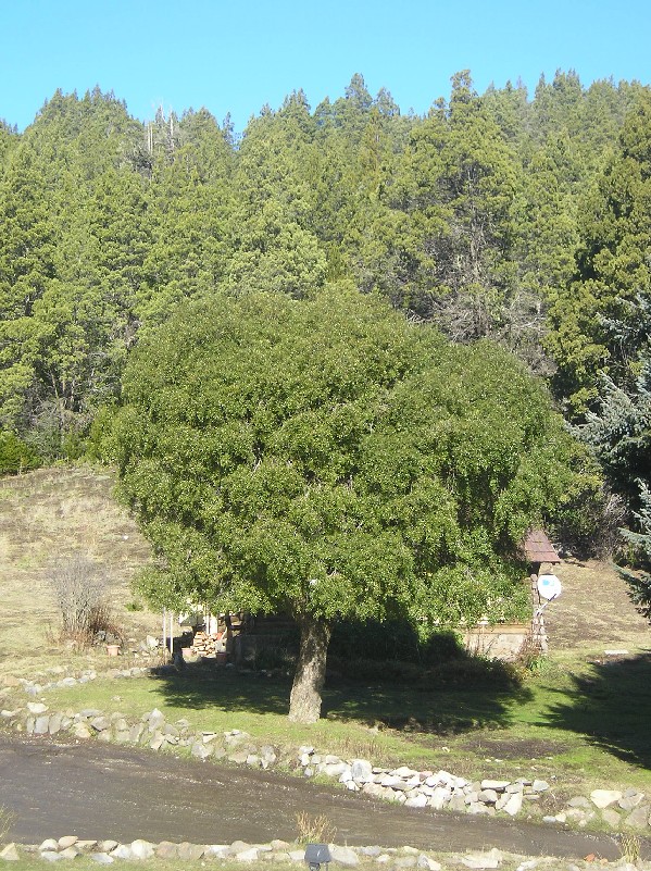 Foto de Maitén