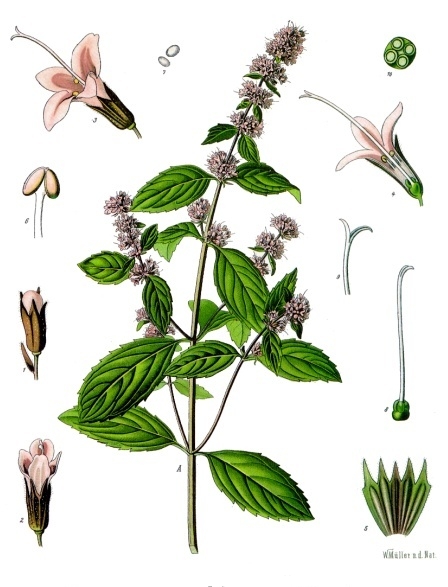 Foto de Menta