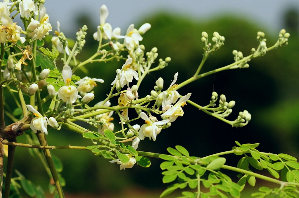 Foto de Moringa