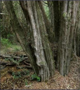 Foto de Pitra
