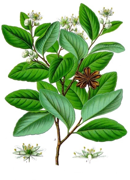 Lámina botánica de Quillay
