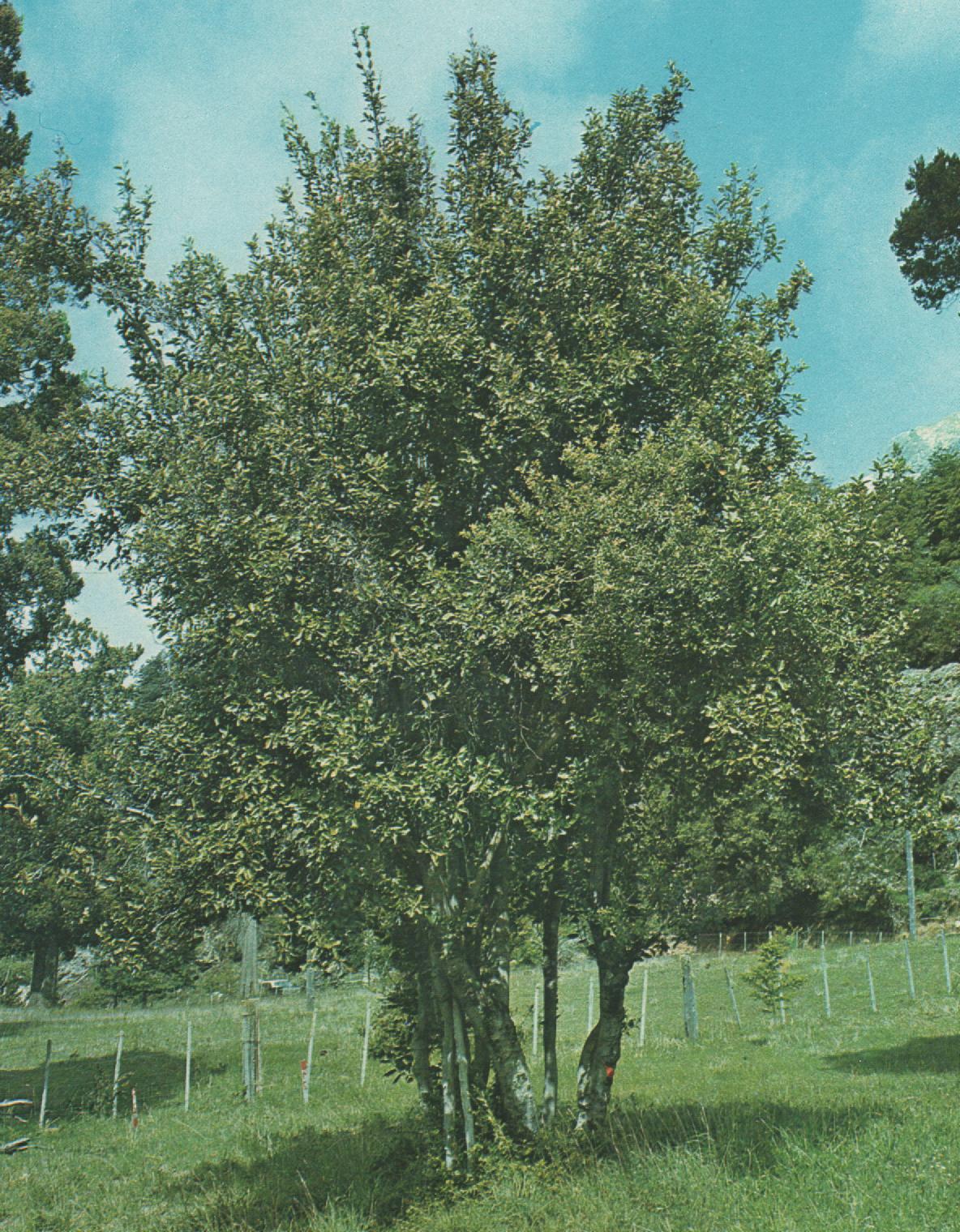 Foto de Radal