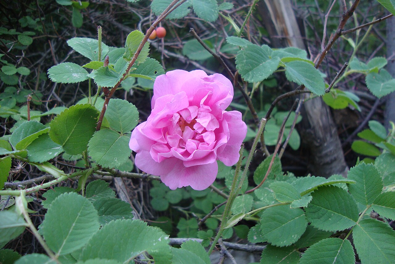 Foto de Rosa
