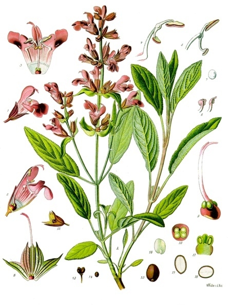 Foto de Salvia