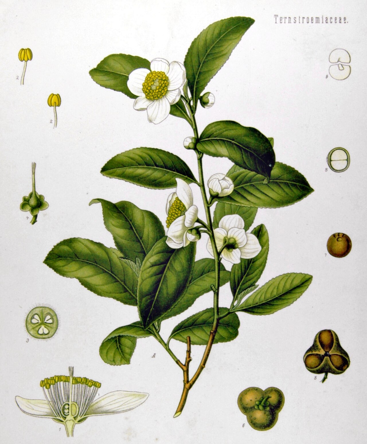 Foto de Té Verde