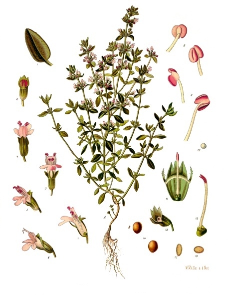 Lámina botánica de Tomillo