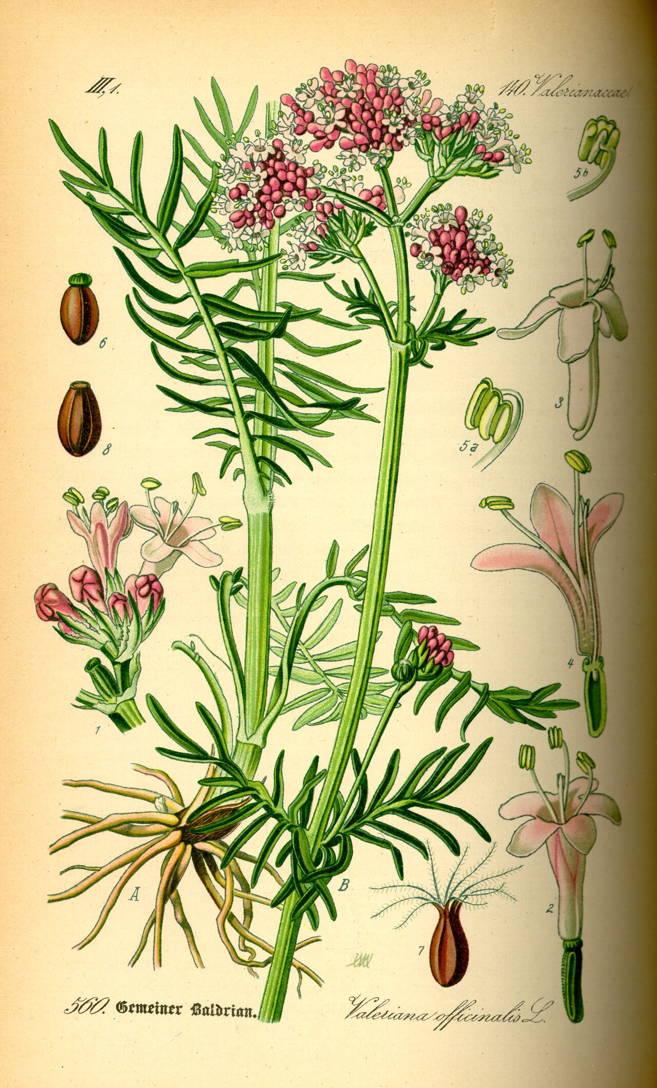 Lámina botánica de Valeriana