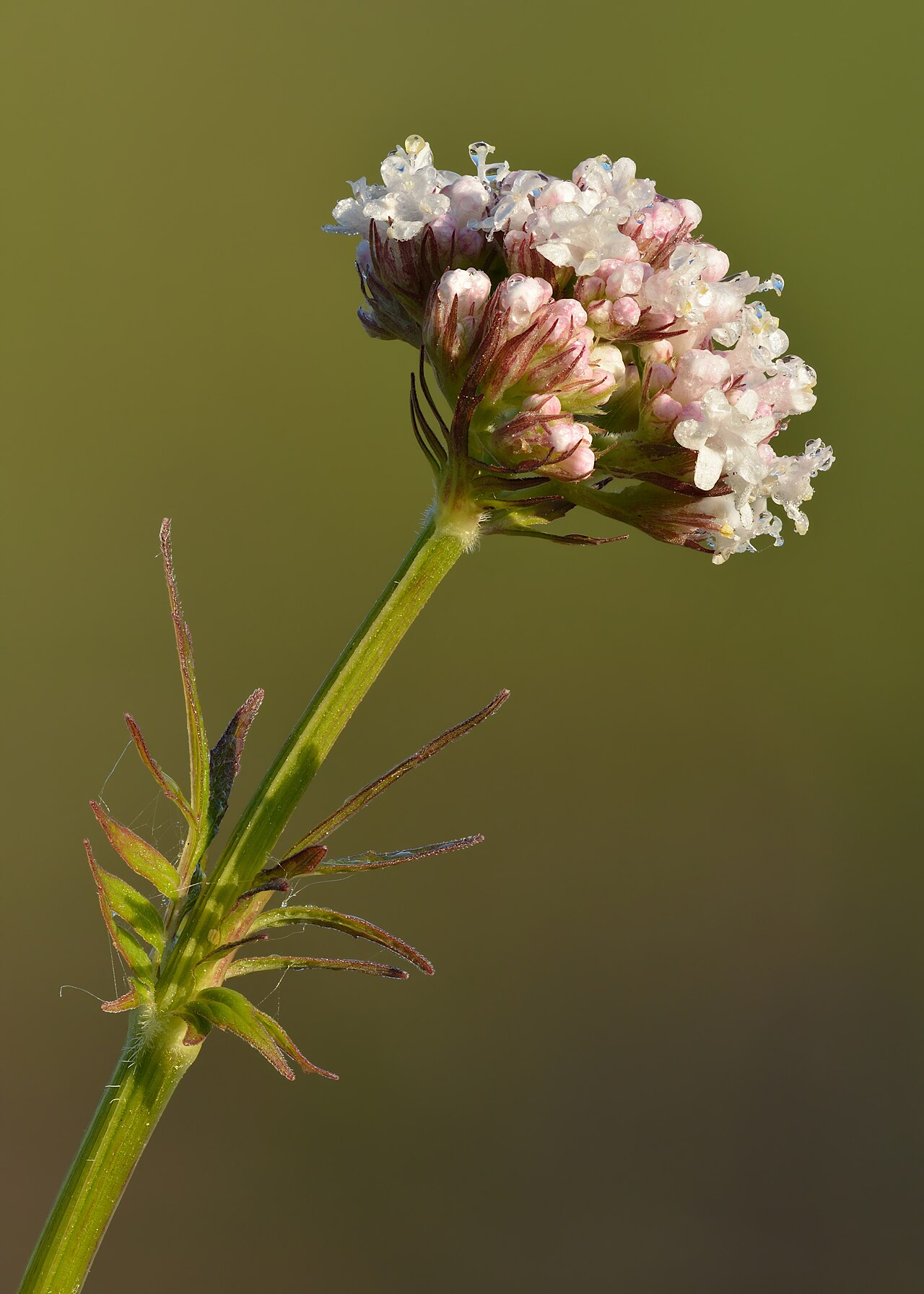 Foto de Valeriana