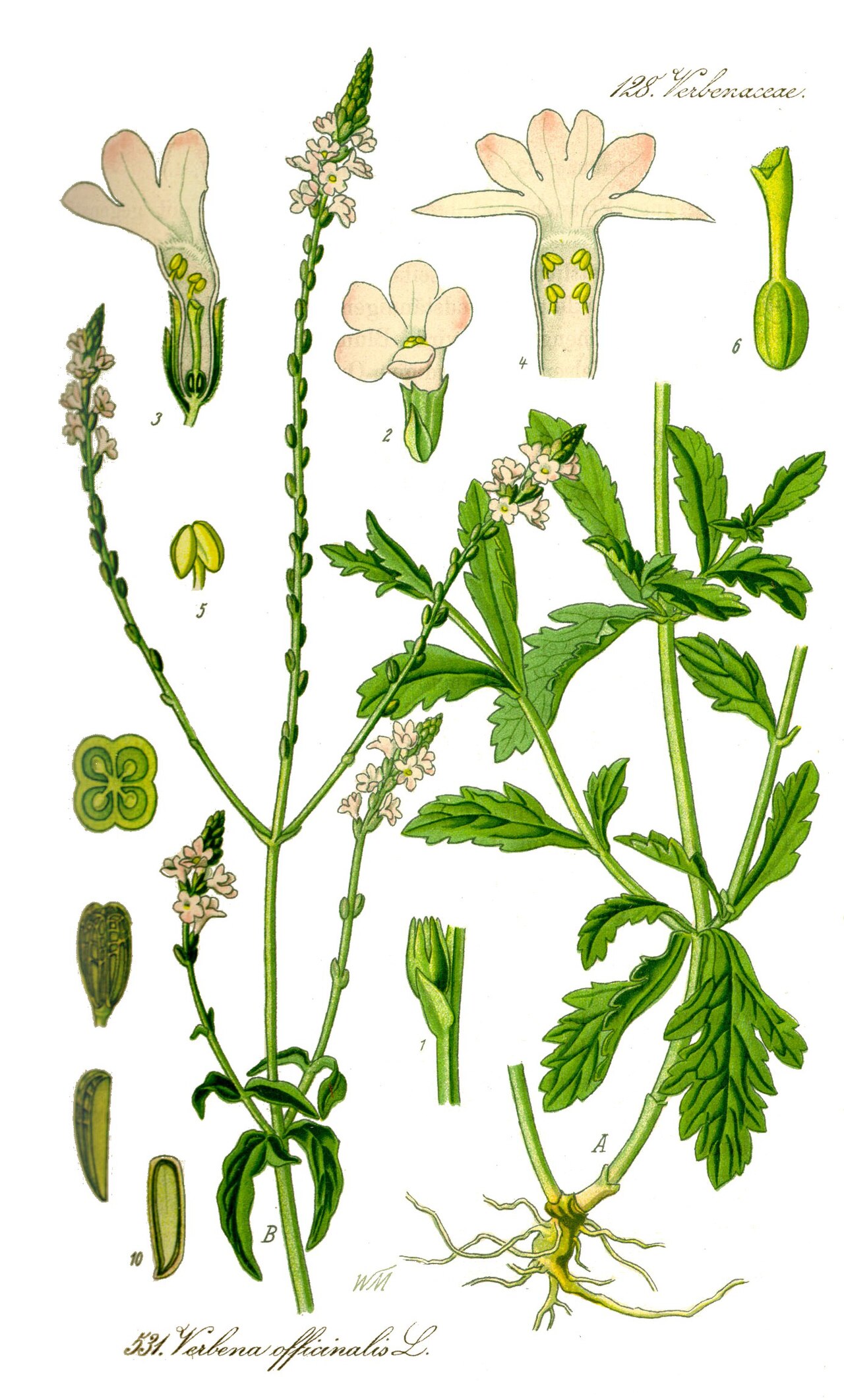 Lámina botánica de Verbena
