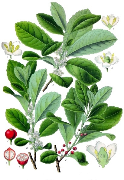 Foto de Yerba Mate
